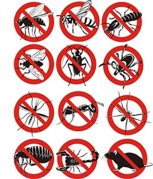 obtener un precio de una empresa de exterminio que puede eliminar los avispones de su propiedad residente o comercial en Bedford Hills New York y ayudarle a prevenir futuras infestaciones